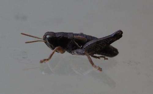 Pezotettix giornae
